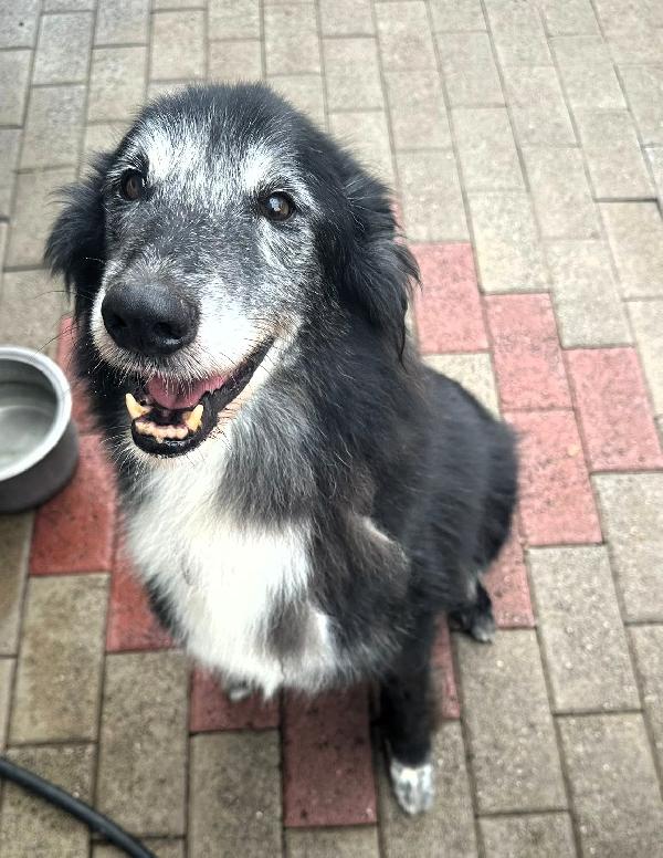 RINGO BELLISSIMO COLLIE Foto 3
